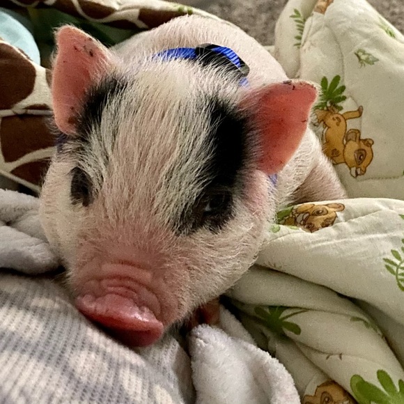 The newest addition to our familyπ·π - Picture 3 of 6